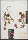 Foto von Salix waldsteiniana Willd.